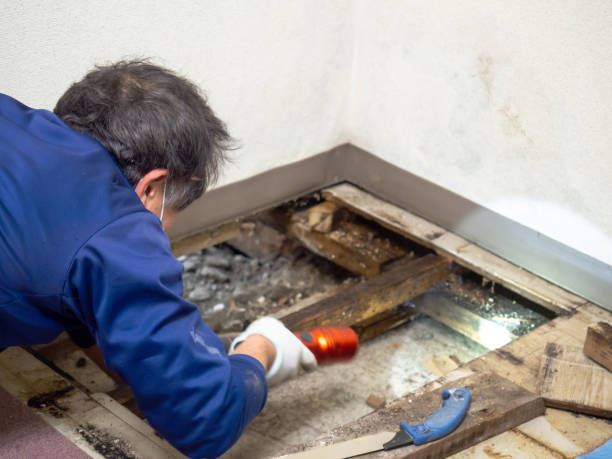 Best Crawl Space Mold Removal  in Lawton, OK
