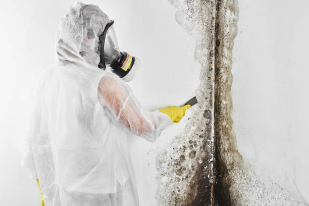 Best Emergency Mold Removal  in Lawton, OK