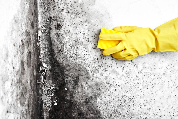 Mold Removal and Inspection in Lawton, OK