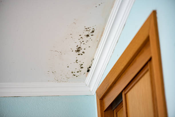 Best Water Damage Restoration  in Lawton, OK