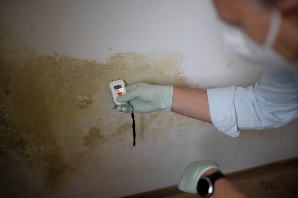 Best Same-Day Mold Removal  in Lawton, OK