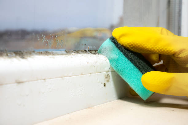 Best Certified Mold Removal  in Lawton, OK