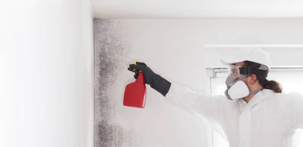 Reliable Lawton, OK Mold Removal Solutions