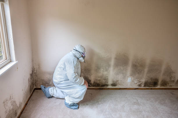 Certified Mold Removal in Lawton, OK