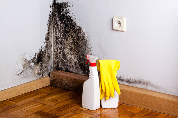 Best Residential Mold Removal  in Lawton, OK