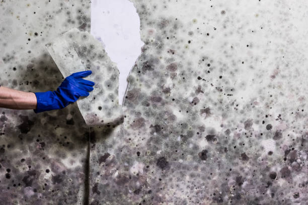 Best Office Mold Removal Services  in Lawton, OK