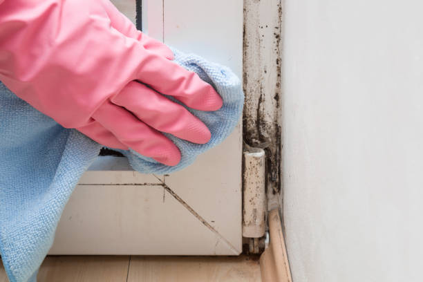 Best Mold Remediation  in Lawton, OK
