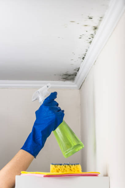 Best Affordable Mold Removal  in Lawton, OK