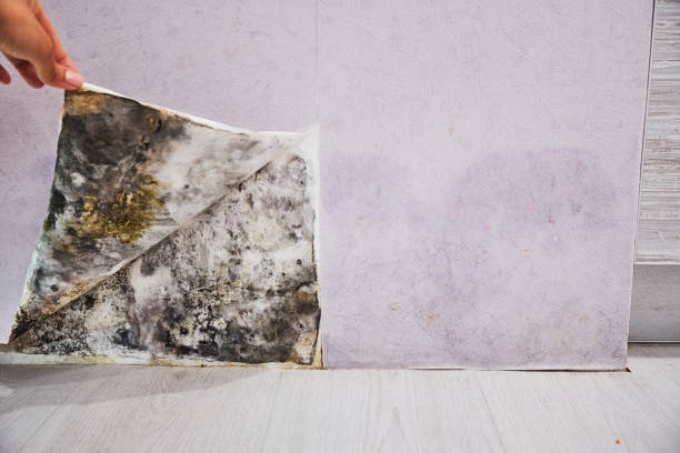 Best Best Mold Removal Companies  in Lawton, OK